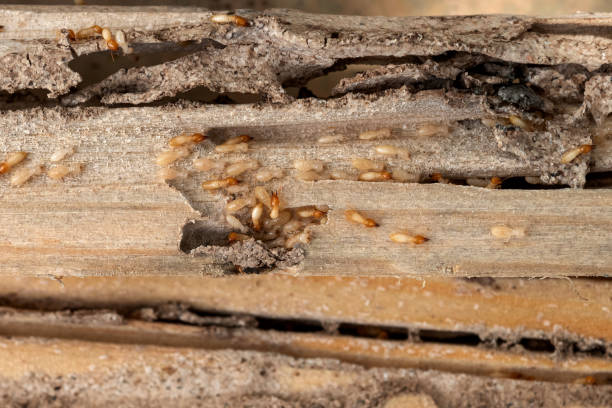  East St Louis, IL Pest Control Pros