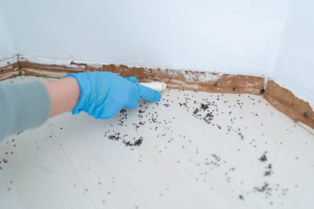 Best Termite Control Services  in East St Louis, IL