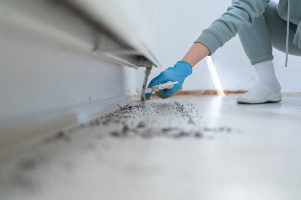 Trusted East St Louis, IL Pest Control Experts